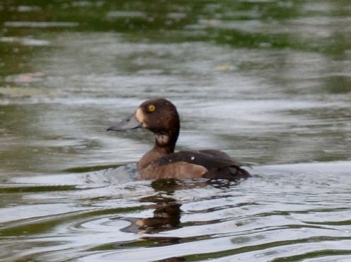 Aythya sp. - Kevin Guest