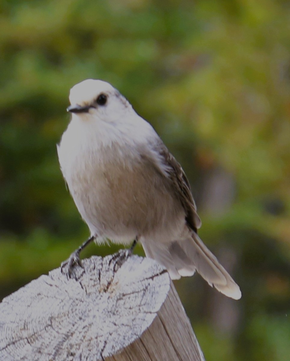Canada Jay - ML609886138