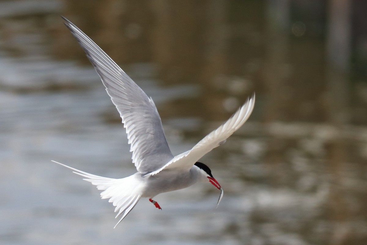 Arctic Tern - Tetiana Lavynska