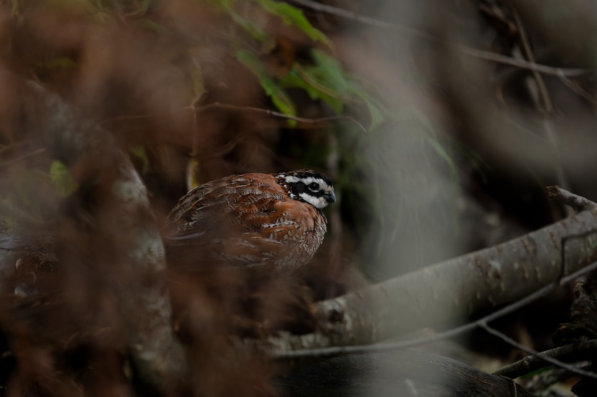 Northern Bobwhite - ML609886314