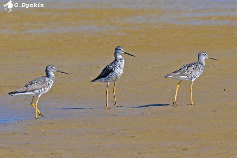 Greater Yellowlegs - Gennadiy Dyakin