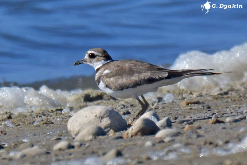 Killdeer - ML609886386