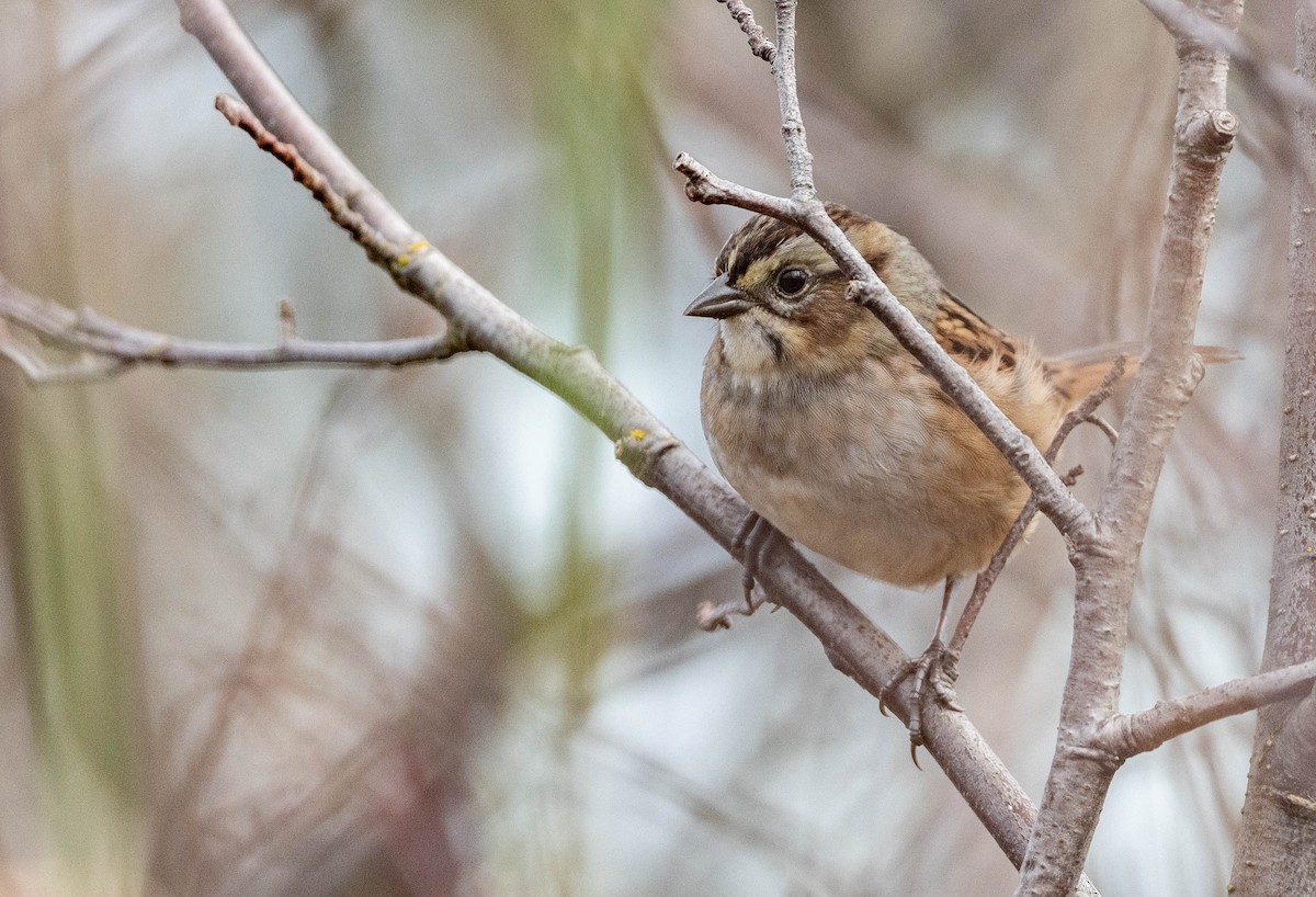 Swamp Sparrow - Andra Florea