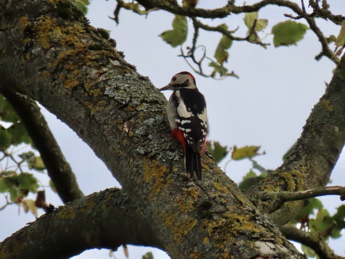 Great Spotted Woodpecker - Jose Martinez De Valdenebro