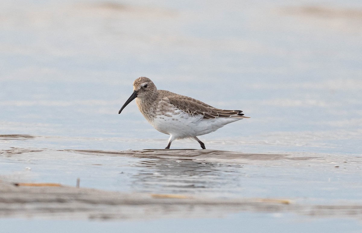 Dunlin - ML609886481