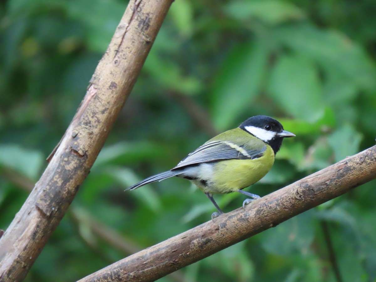 Mésange charbonnière - ML609886568