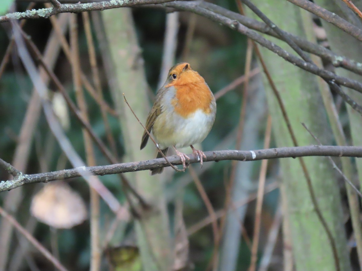 European Robin - Jose Martinez De Valdenebro