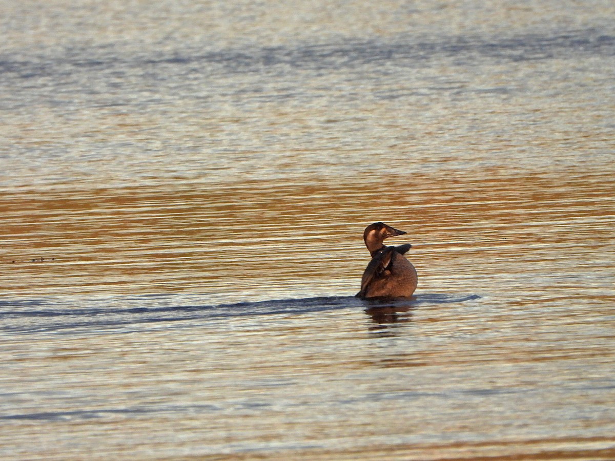 Surf Scoter - ML609886603