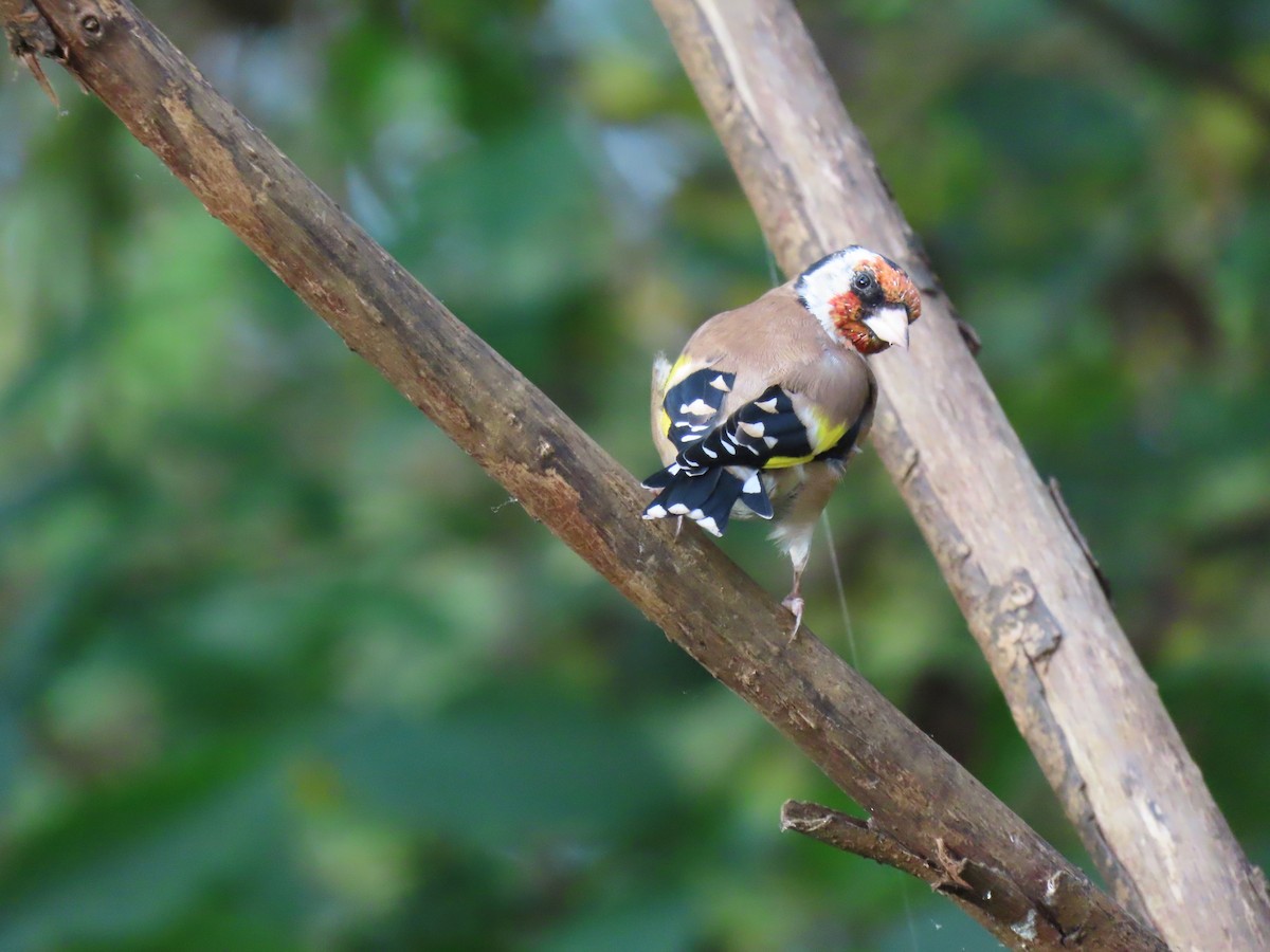 European Goldfinch - ML609886622