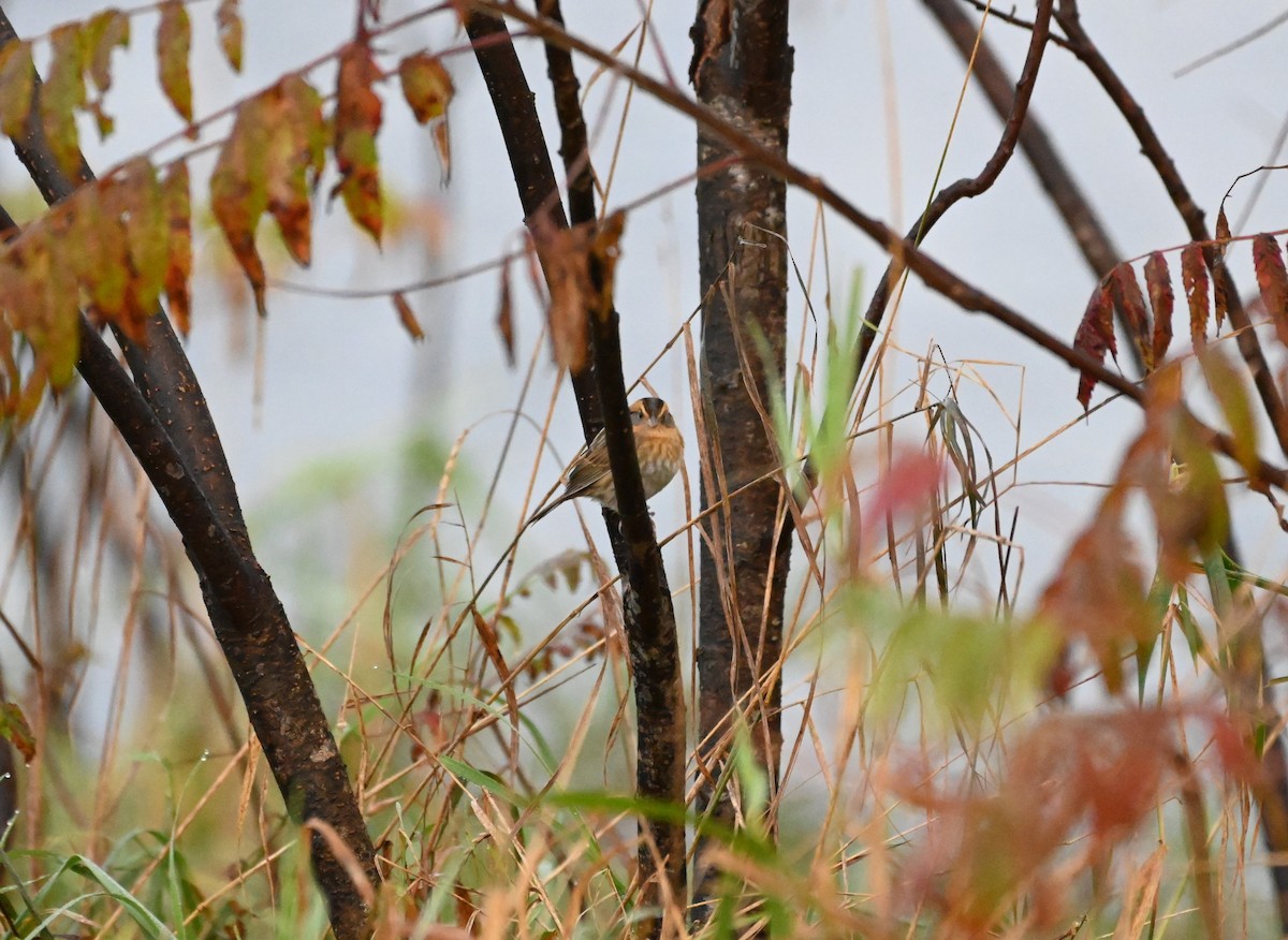 Nelson's Sparrow - ML609886704