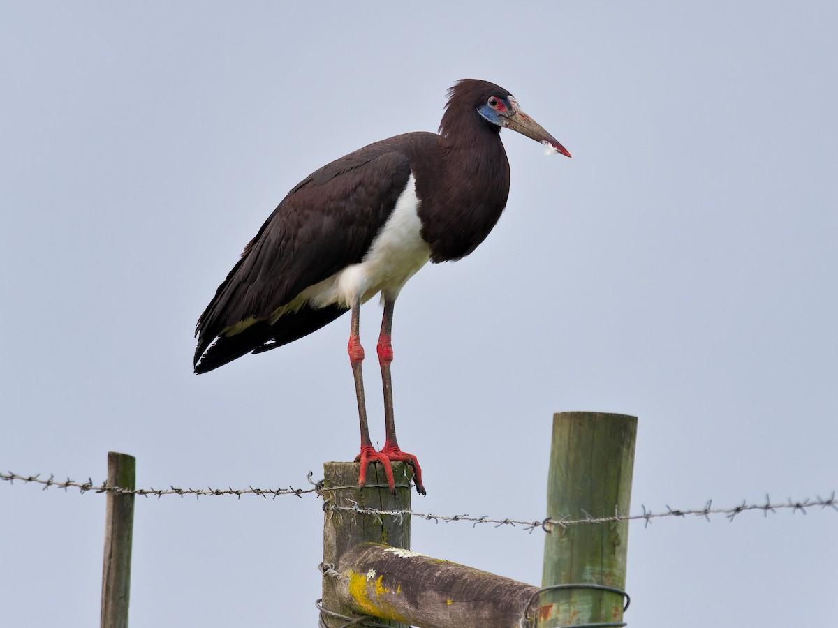 Cigogne d'Abdim - ML609886786