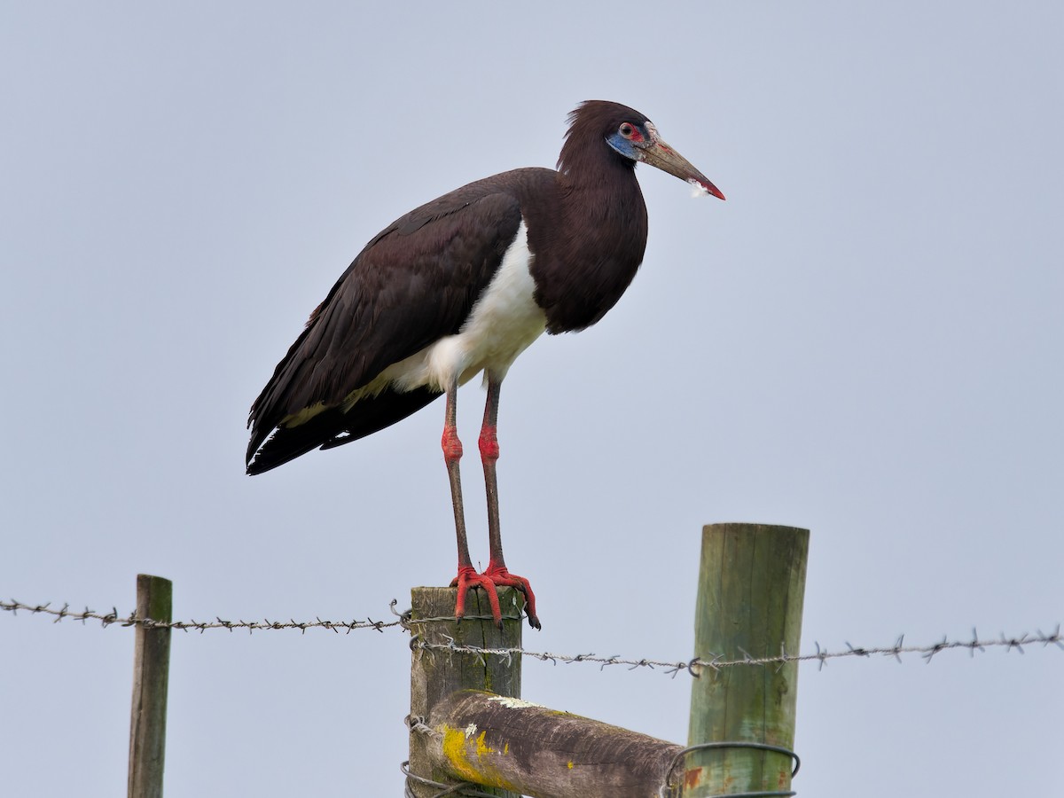 Abdim's Stork - ML609886786