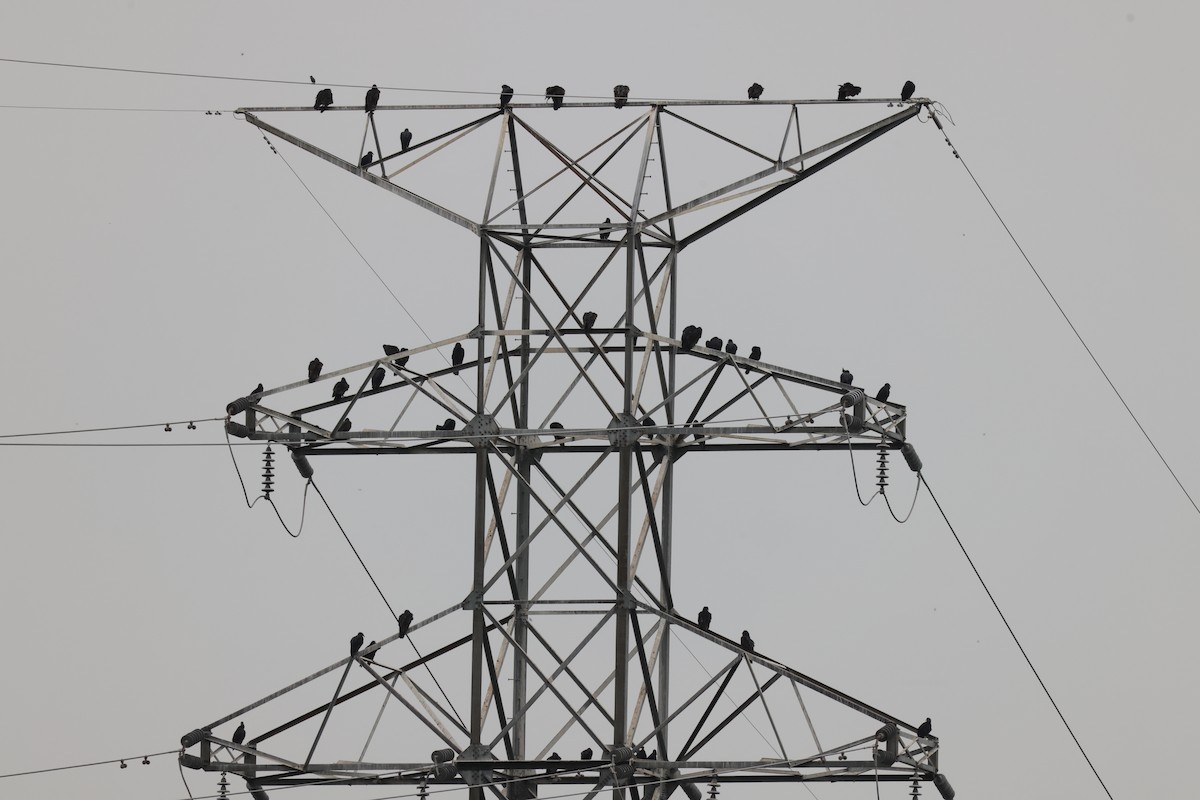 Turkey Vulture - ML609886796