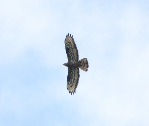 European Honey-buzzard - Kevin Guest