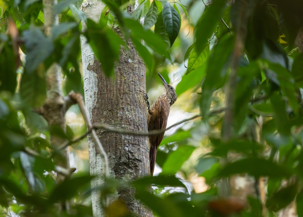 Buff-throated Woodcreeper (Lafresnaye's) - ML609886927