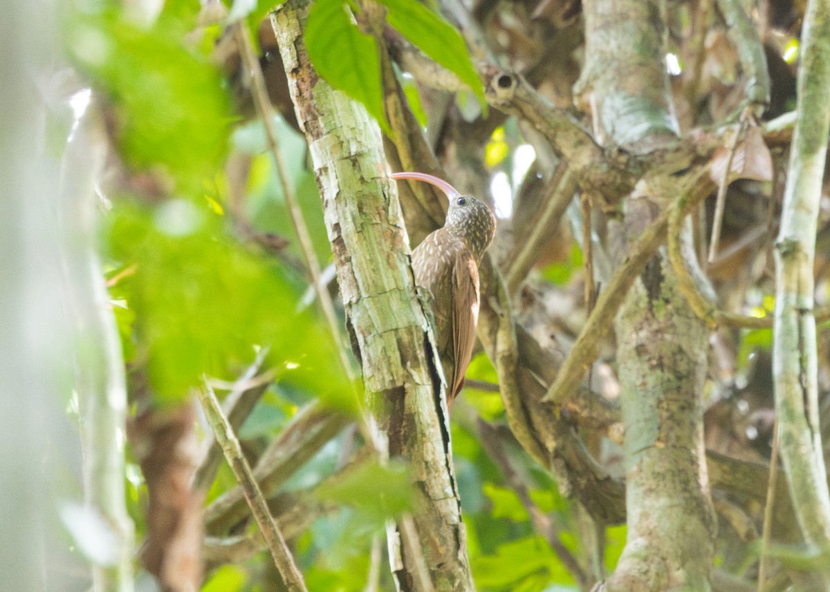 Tapajos Scythebill (Rondonia) - ML609886930