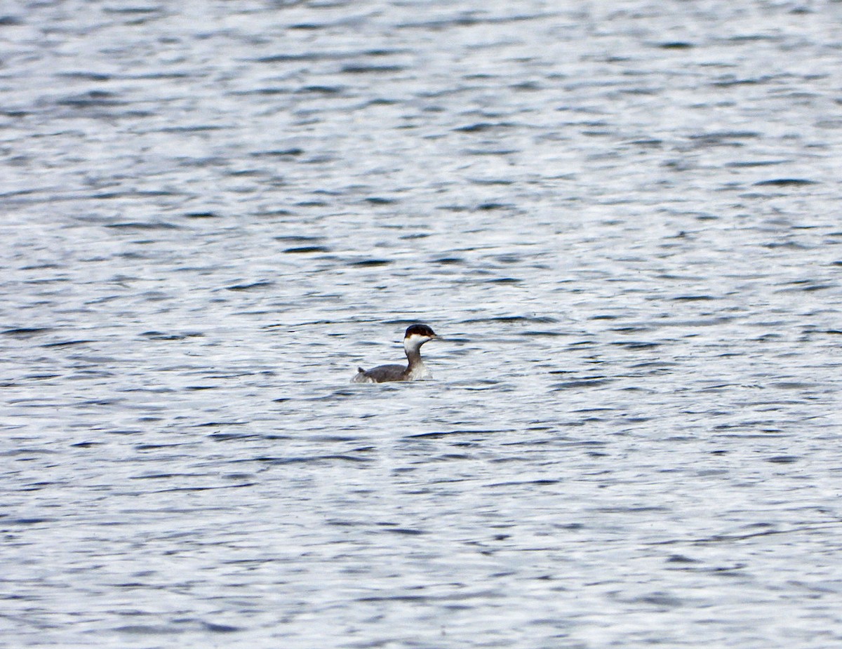 Horned Grebe - ML609886940