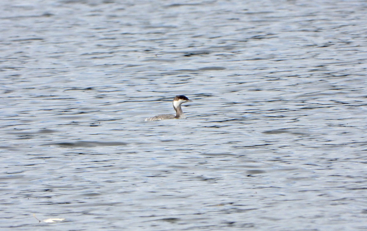 Horned Grebe - ML609886941