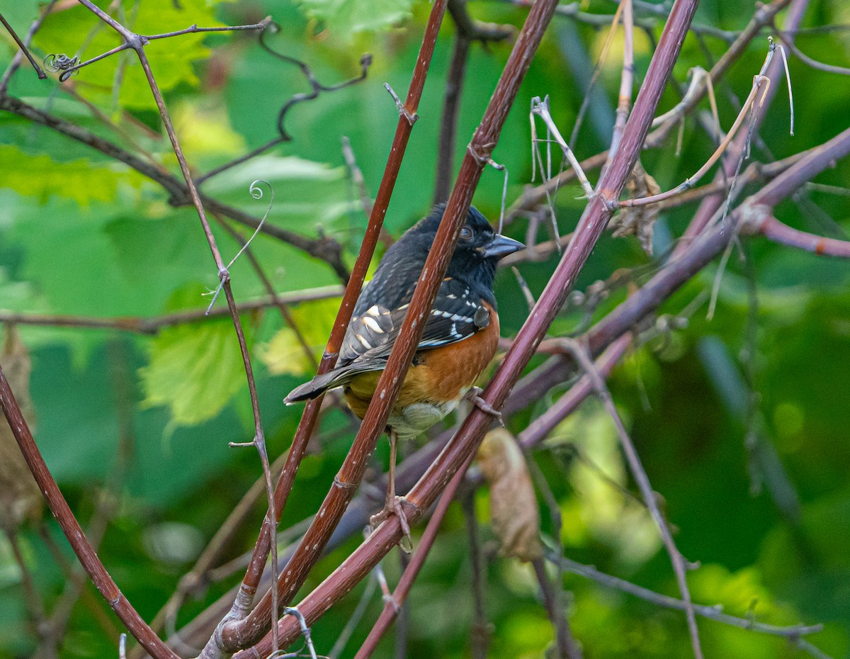 Spotted x Eastern Towhee (hybrid) - ML609886949