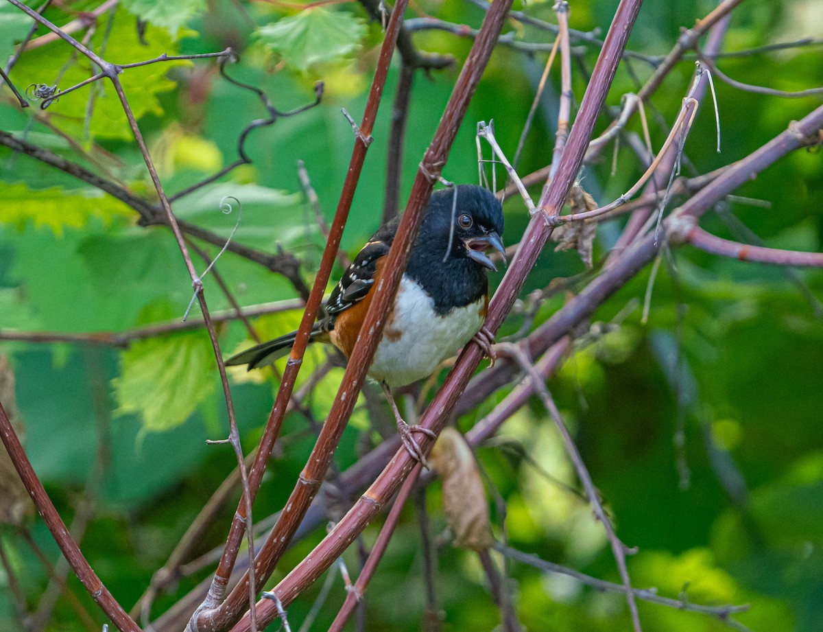 Spotted x Eastern Towhee (hybrid) - ML609886950