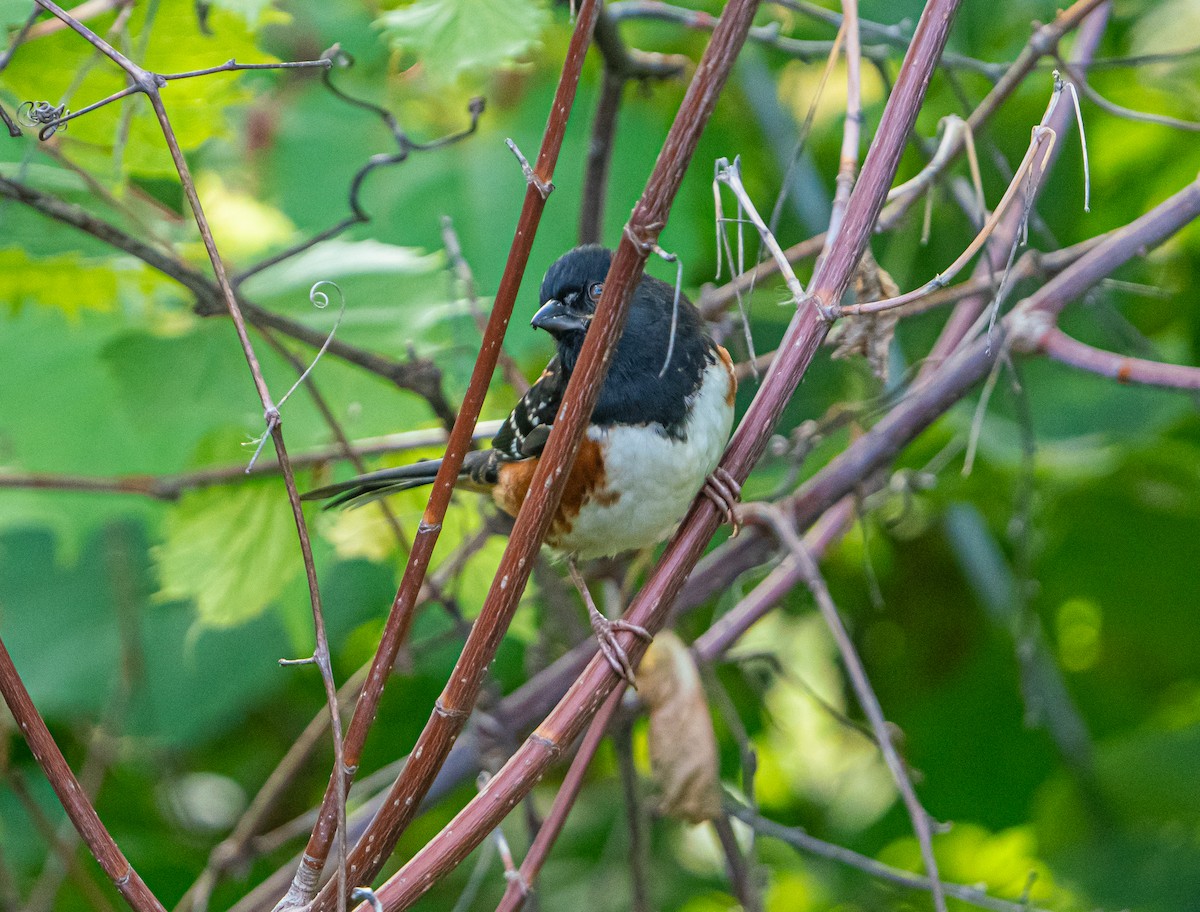 Spotted x Eastern Towhee (hybrid) - ML609886951