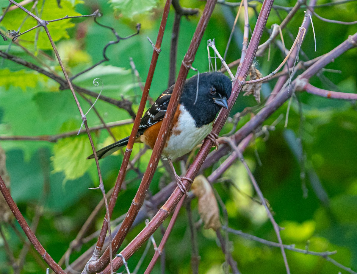 Spotted x Eastern Towhee (hybrid) - ML609886952