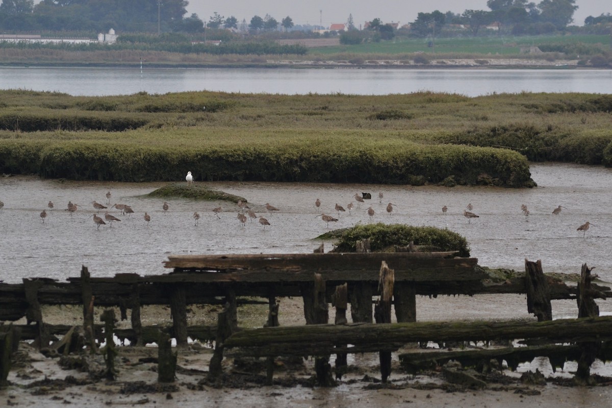 Eurasian Curlew - ML609887006