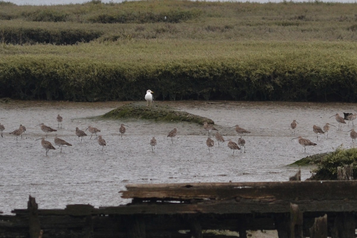 Eurasian Curlew - ML609887012