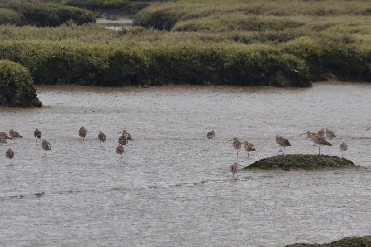 Eurasian Curlew - ML609887018