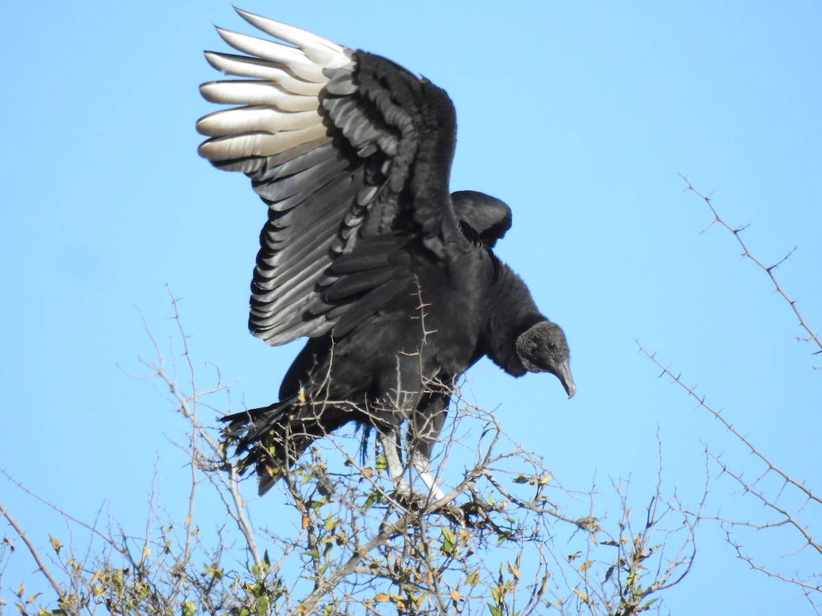 Black Vulture - ML609887342