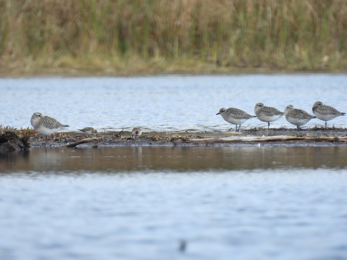 Semipalmated Sandpiper - ML609887344