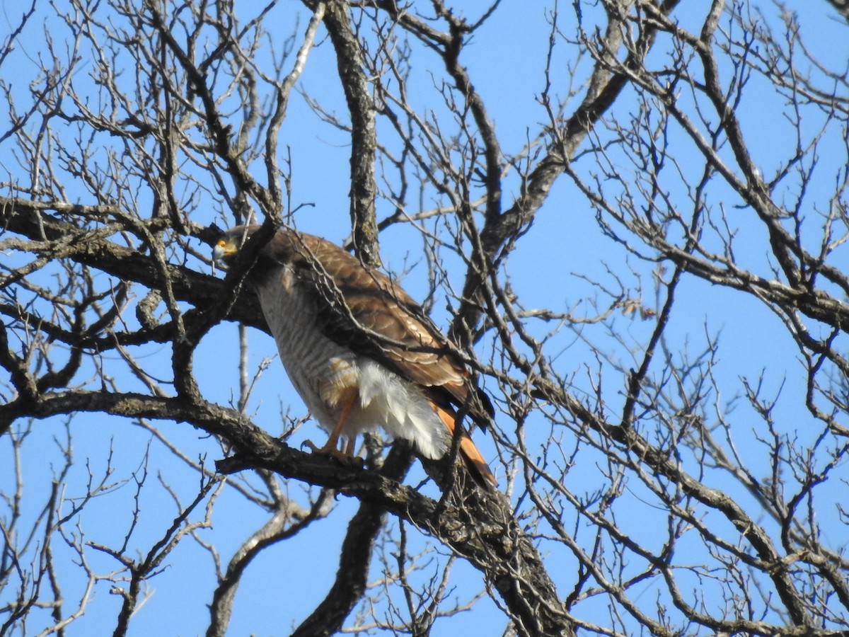 Roadside Hawk - ML609887349