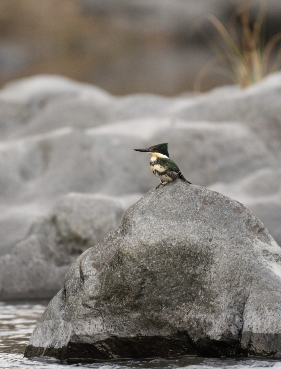 Green Kingfisher - ML609887356