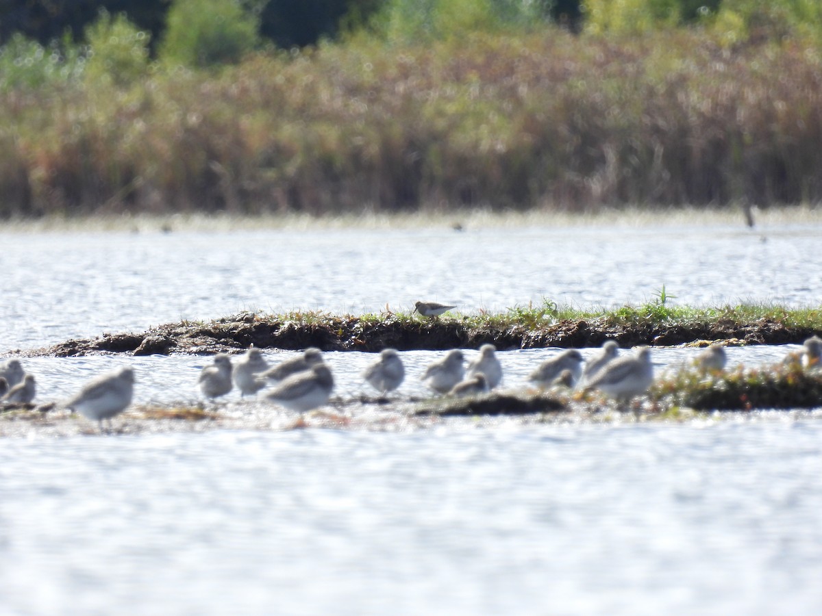 Graubrust-Strandläufer - ML609887363