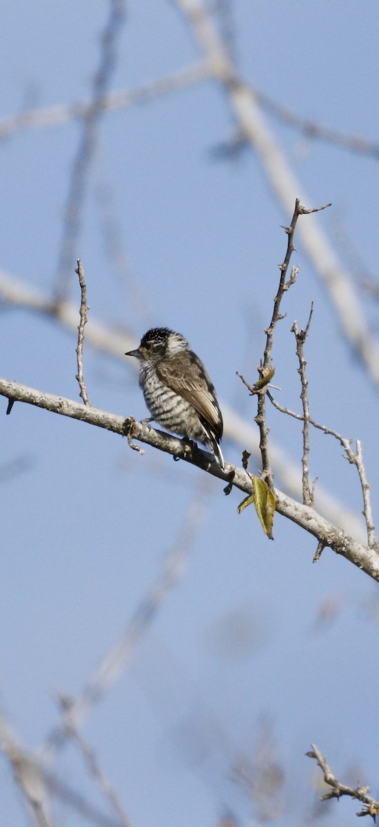 White-barred Piculet - ML609887371