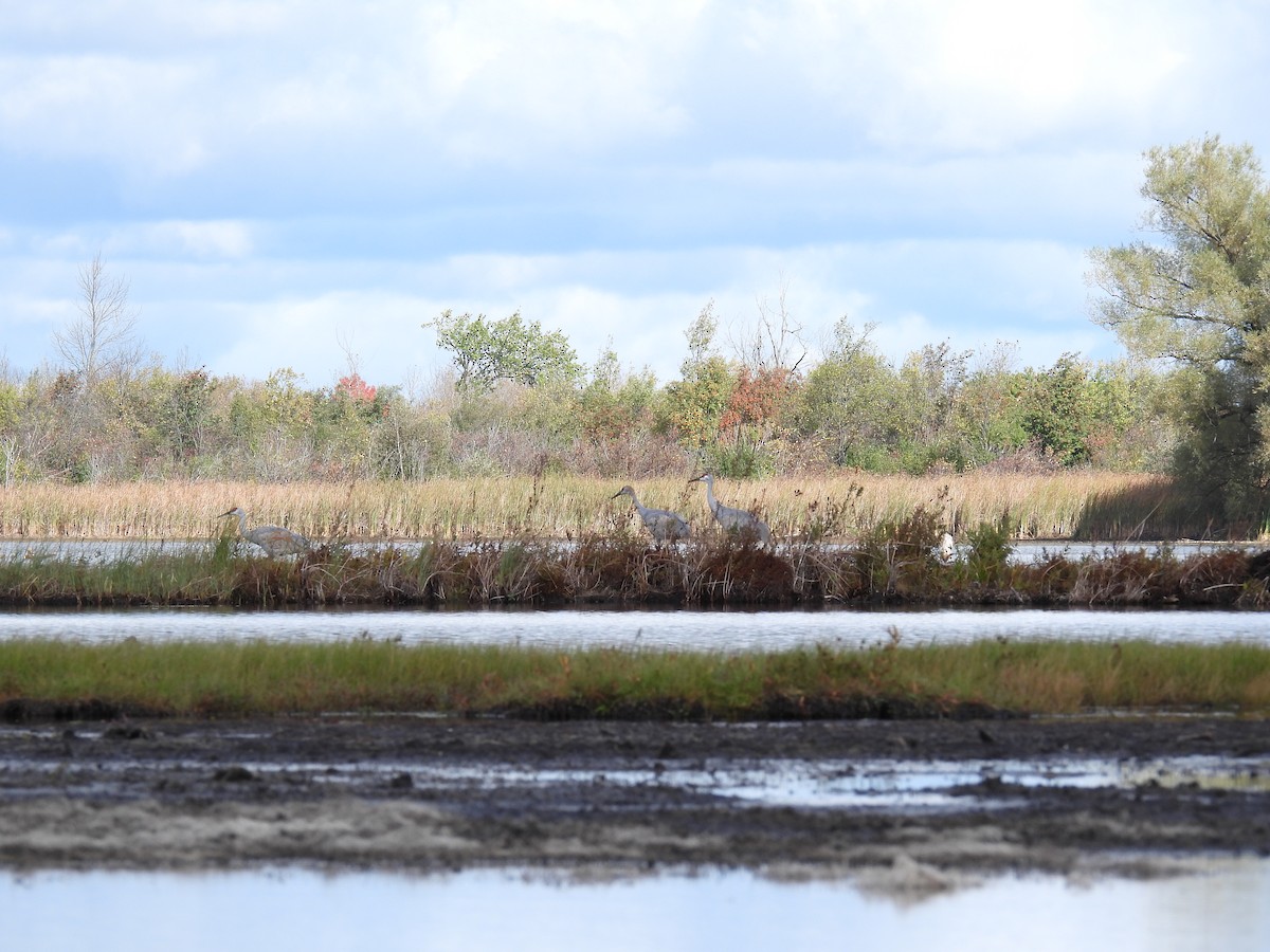 Sandhill Crane - ML609887372