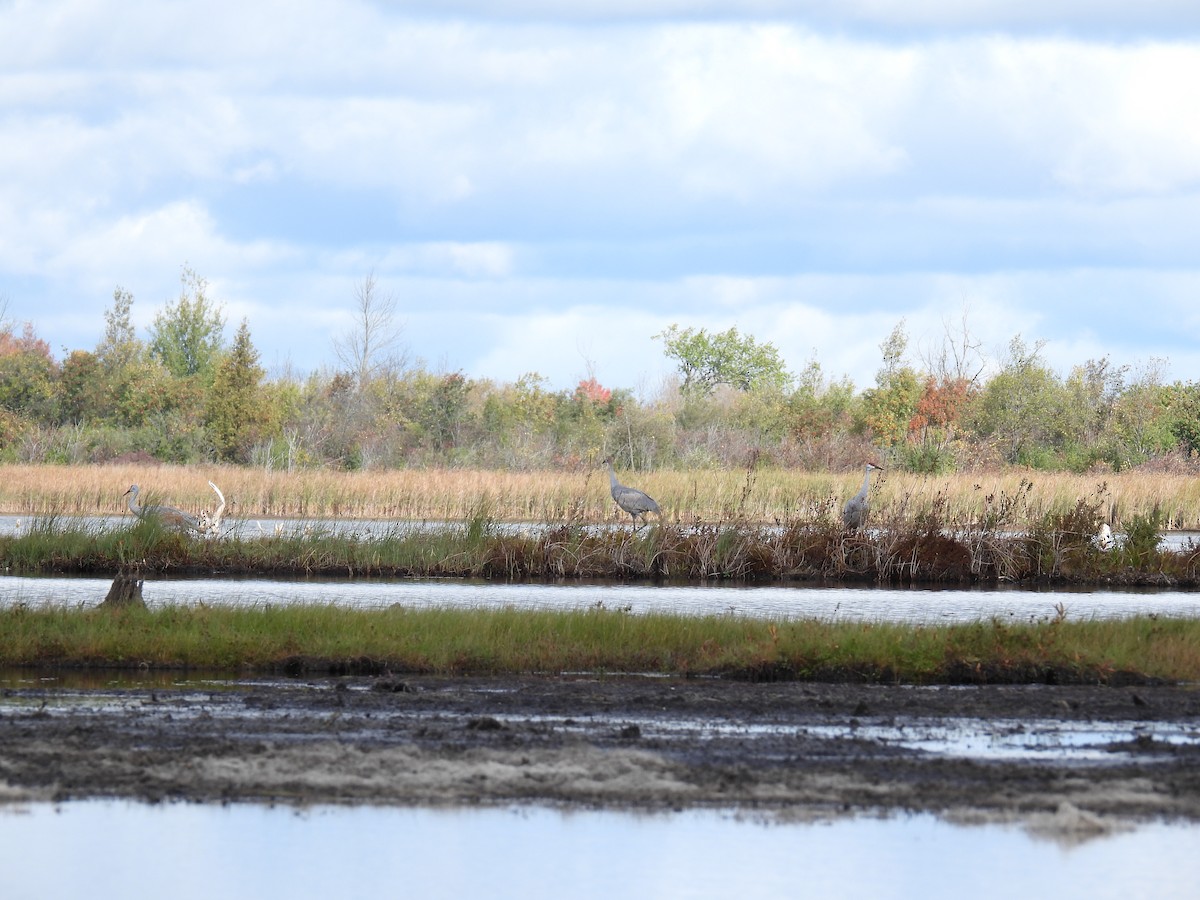 Sandhill Crane - ML609887374