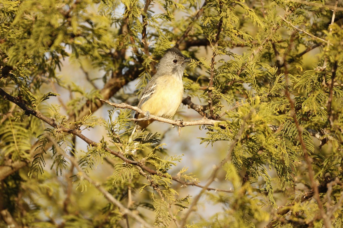 Variable Antshrike - ML609887384