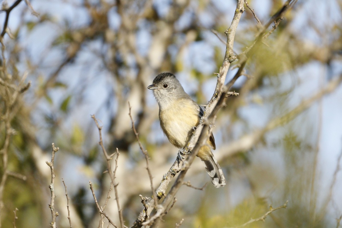 Variable Antshrike - ML609887385