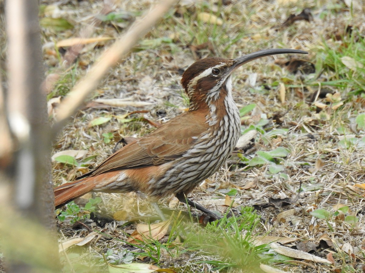 Scimitar-billed Woodcreeper - ML609887433
