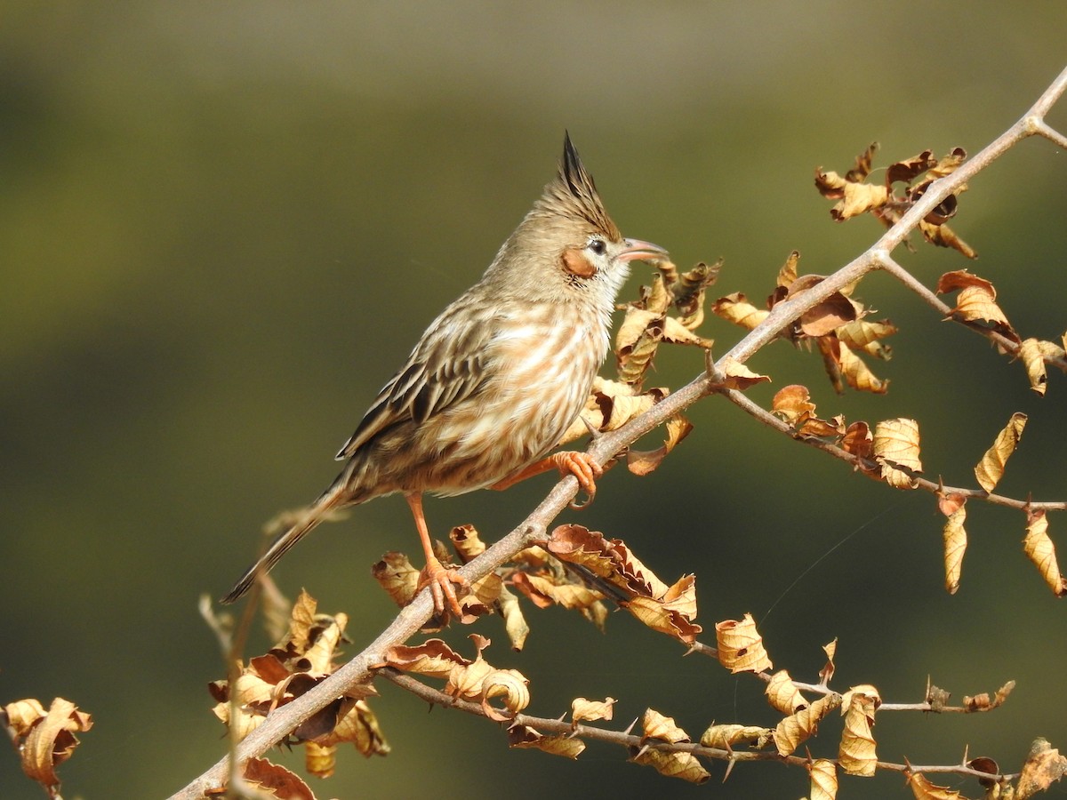 Lark-like Brushrunner - ML609887435