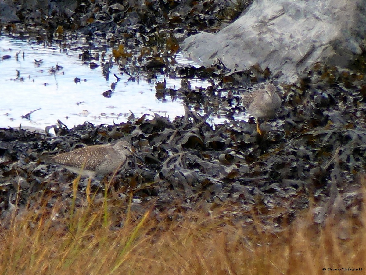 Lesser Yellowlegs - ML609887454