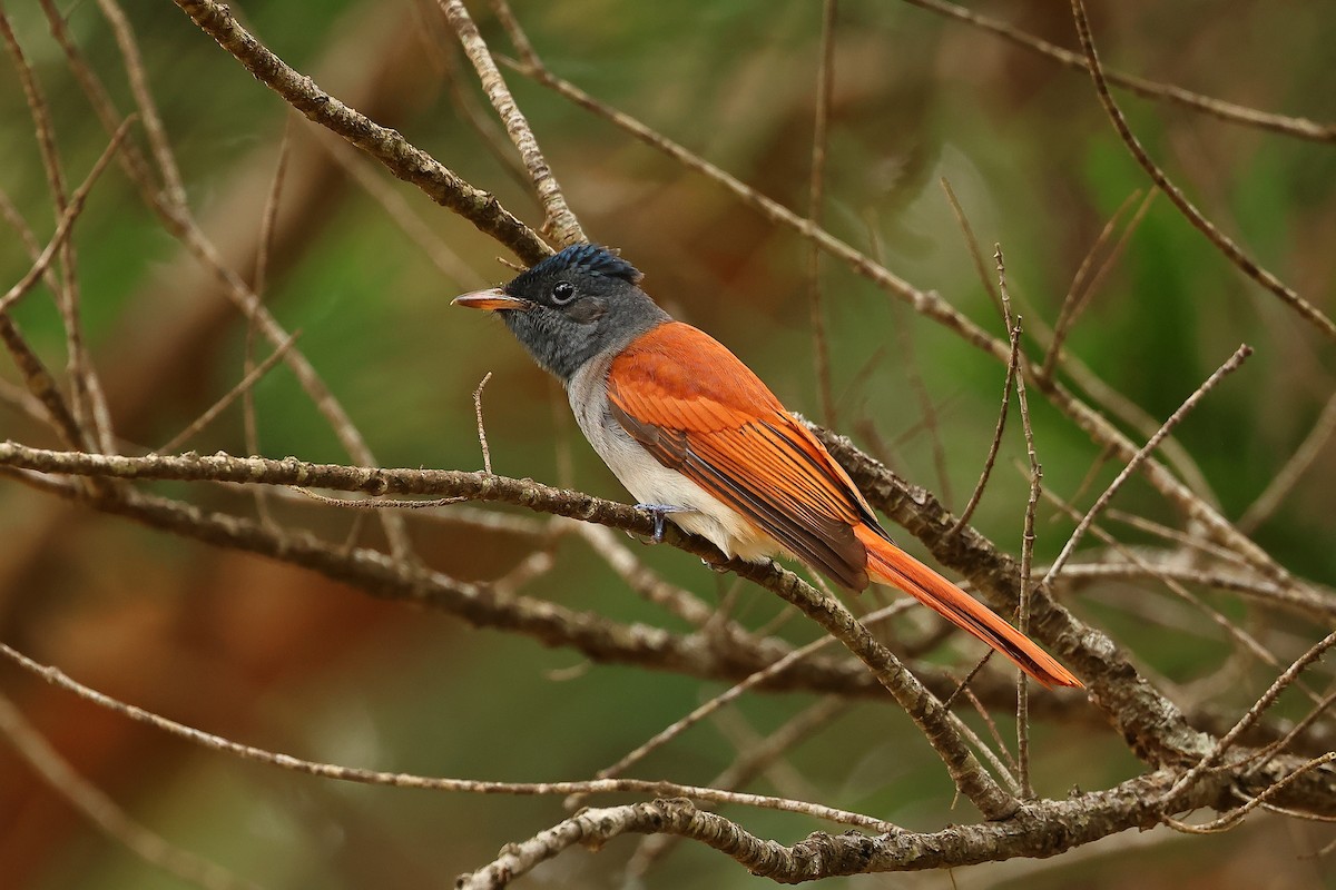 Amur Paradise-Flycatcher - ML609887488