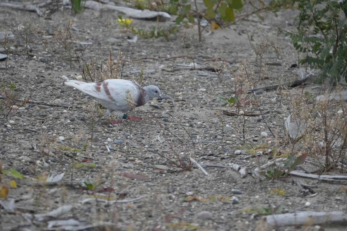 Rock Pigeon (Feral Pigeon) - ML609887530