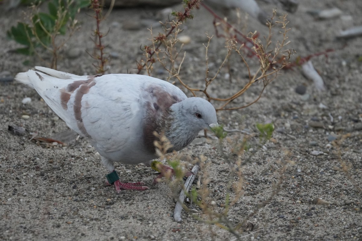 Rock Pigeon (Feral Pigeon) - ML609887531