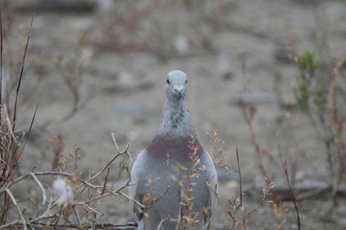 Rock Pigeon (Feral Pigeon) - ML609887532