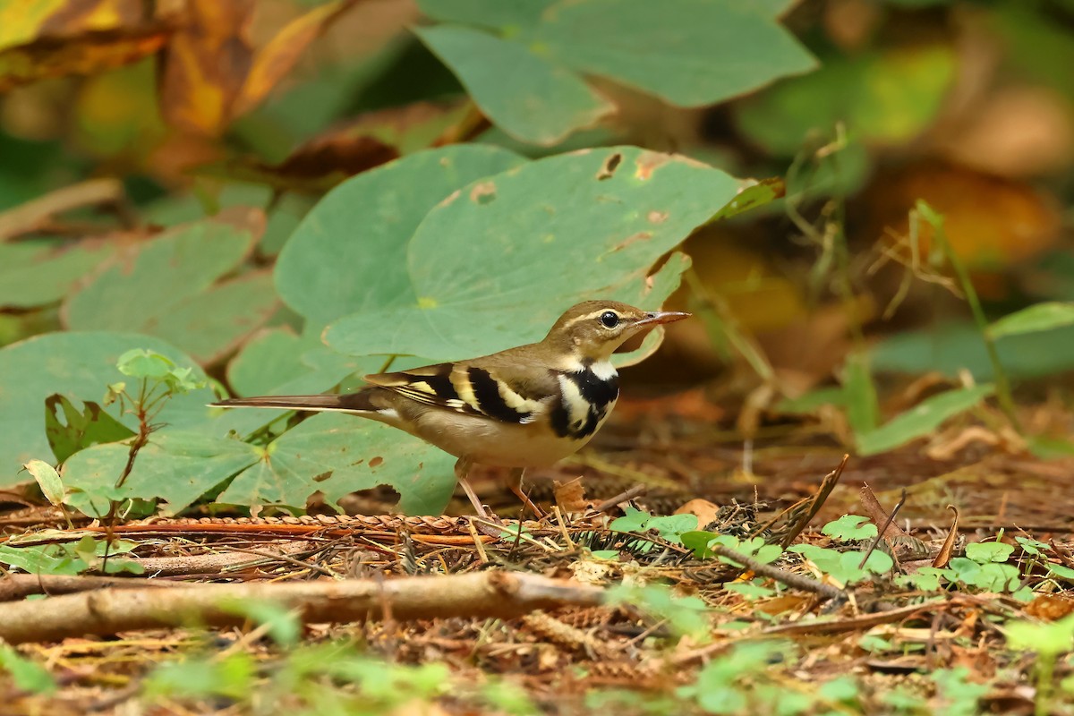 Forest Wagtail - ML609887753