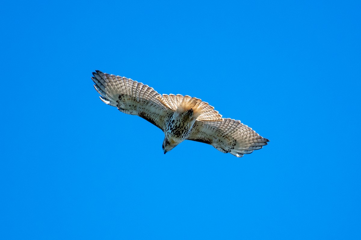 Red-tailed Hawk - Dan Gardoqui