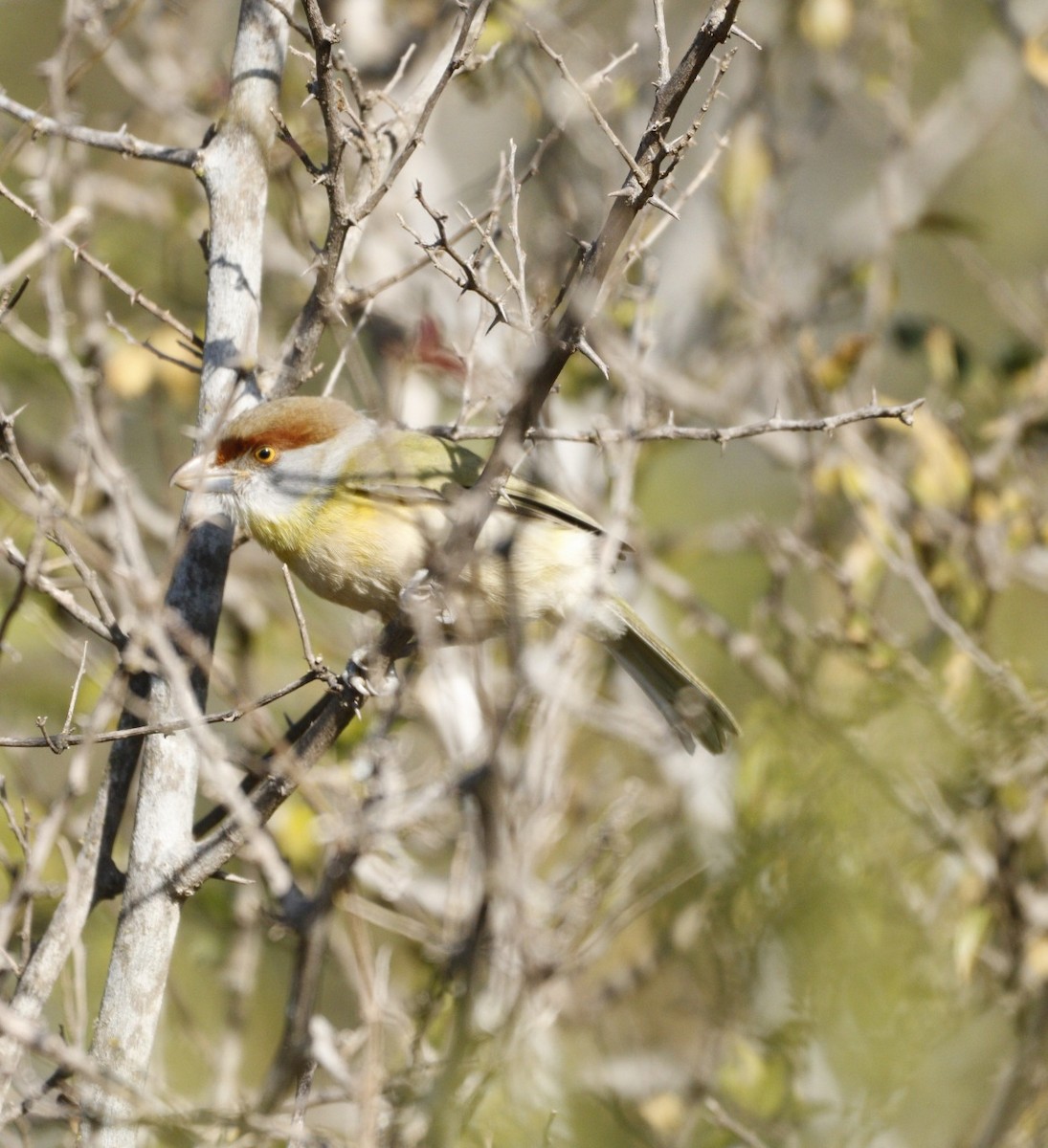Rufous-browed Peppershrike - ML609888095