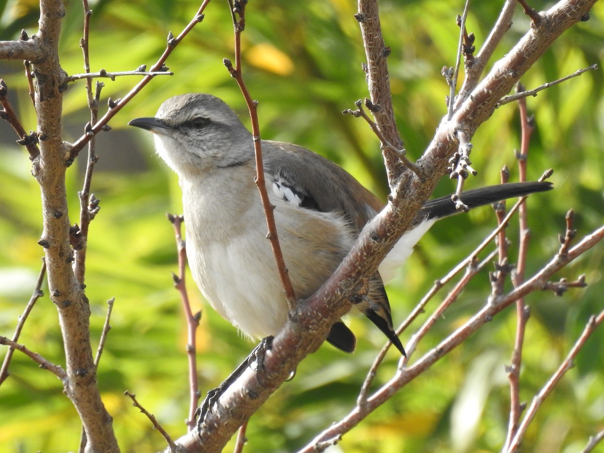 White-banded Mockingbird - ML609888103